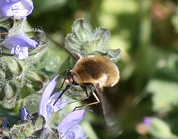 Bombyliidae, Bombylius sp