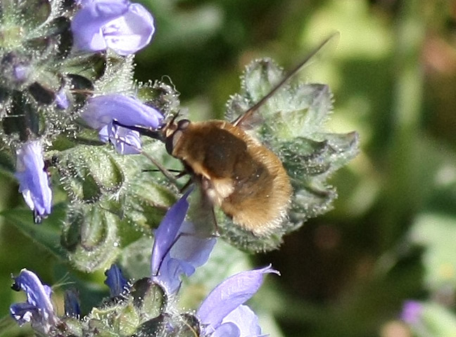 Bombyliidae, Bombylius sp