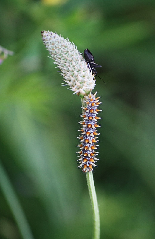 Da identificare - larva Melitaea didyma