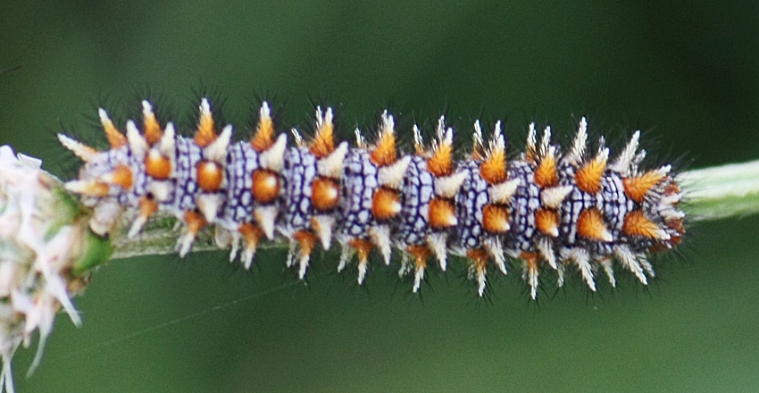 Da identificare - larva Melitaea didyma