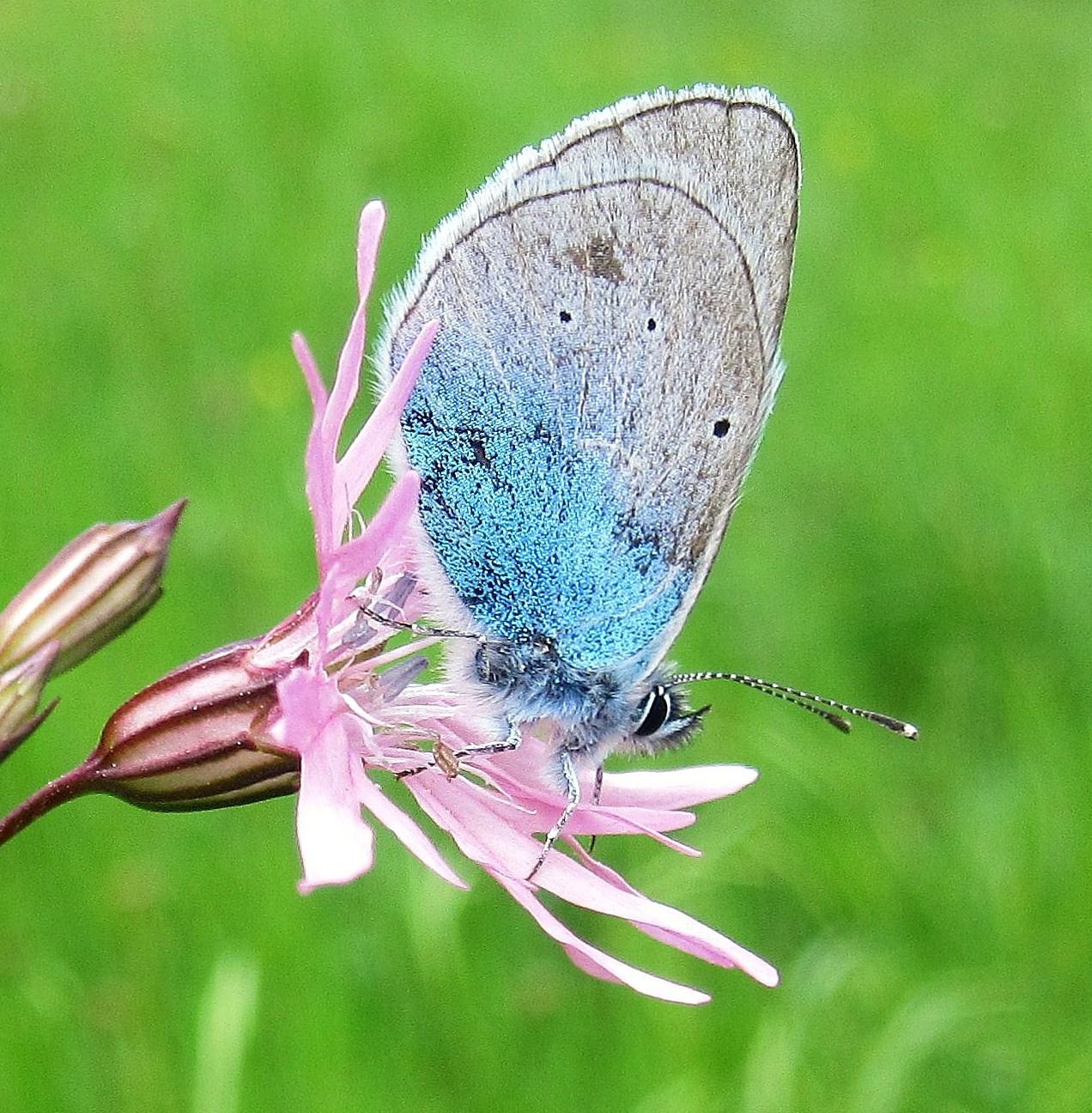 Help id Lycaenidae - Glaucopsyche alexis