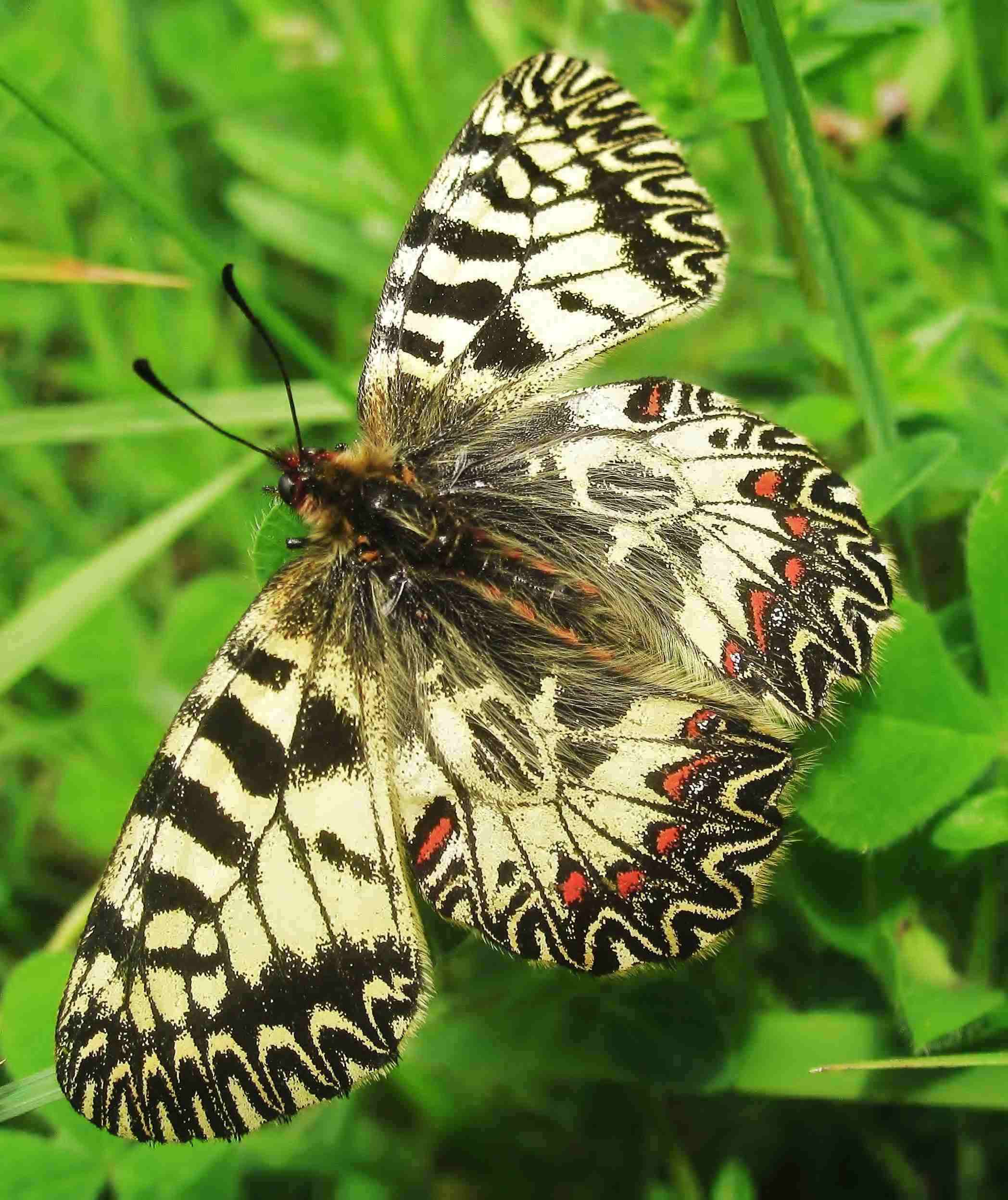 Zerynthia polyxena