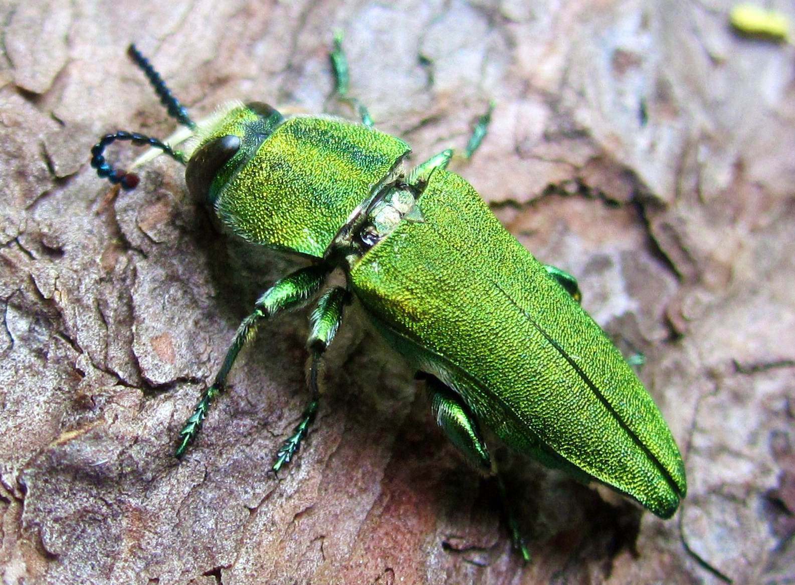 Buprestidae da id.