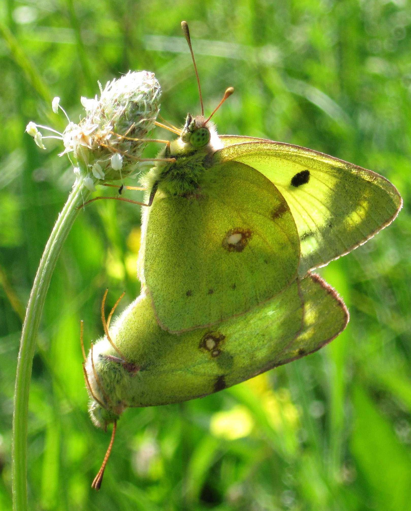 Colias crocea (in intimit)