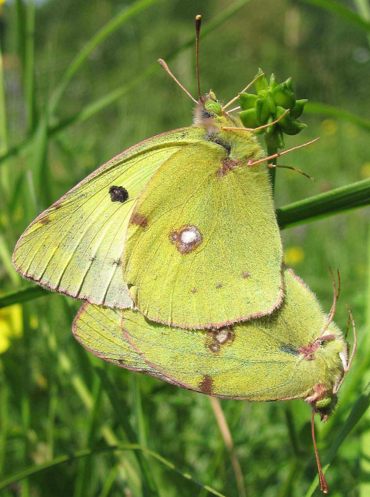 Colias crocea (in intimit)