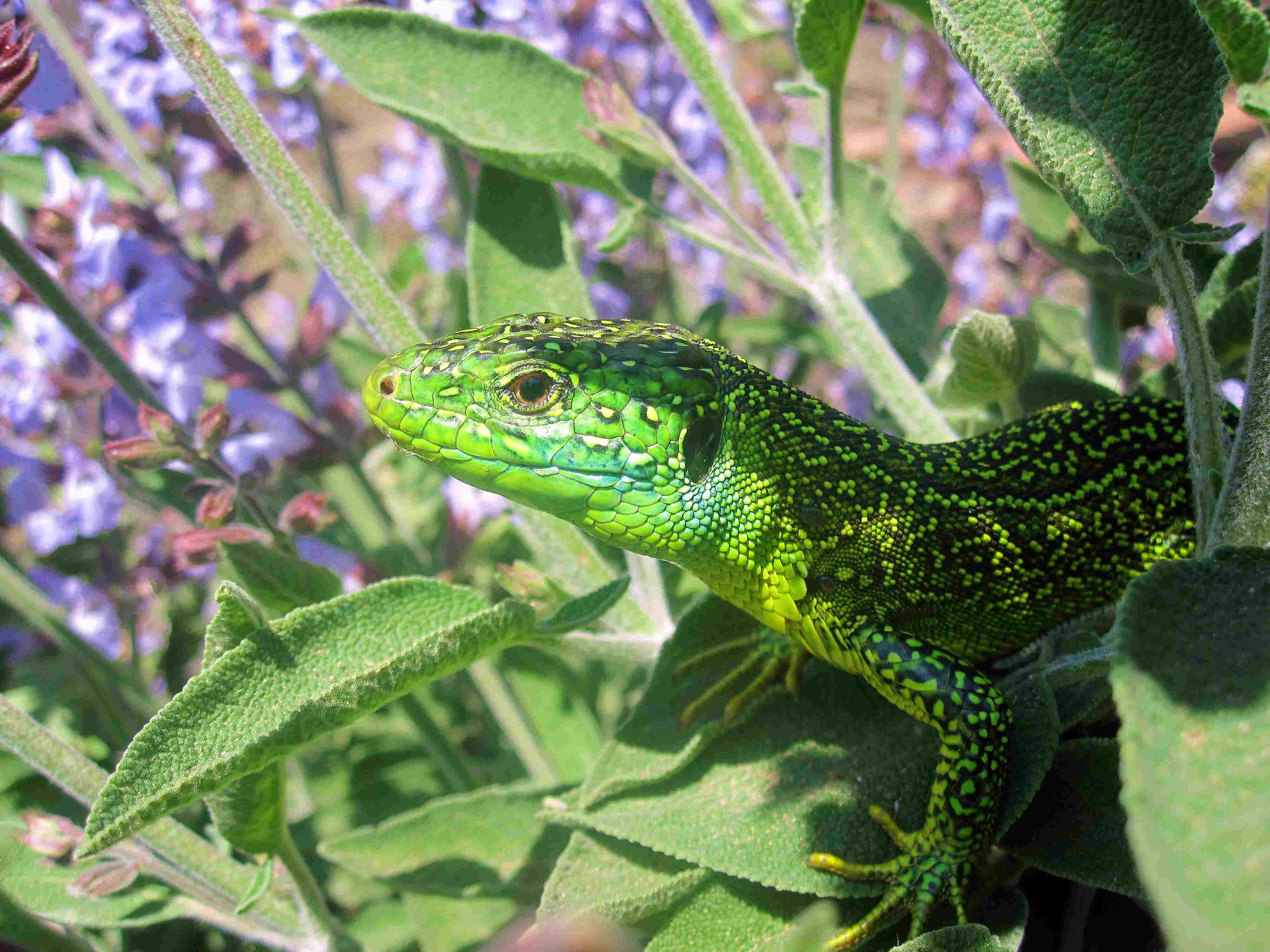 Lacerta bilineata nel mio giardino