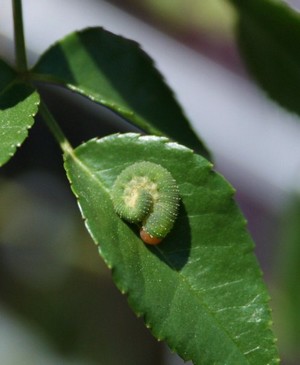 Larva di Symphita