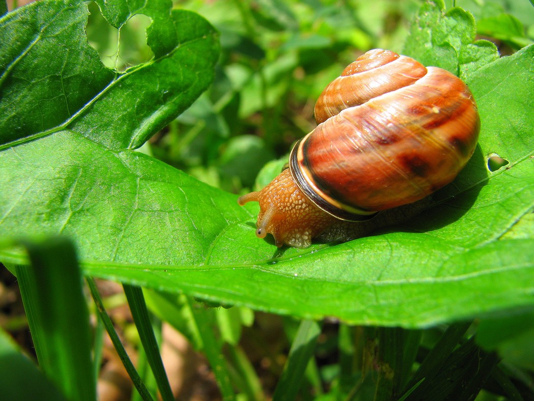 Due gasteropodi da identificare