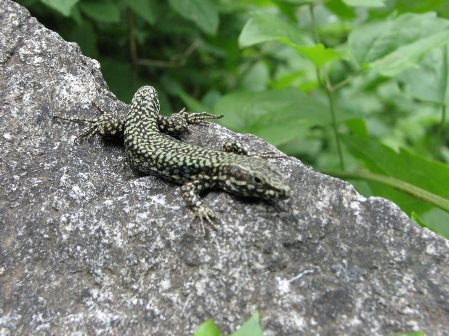 Identificare lucertole al parco del Ticino