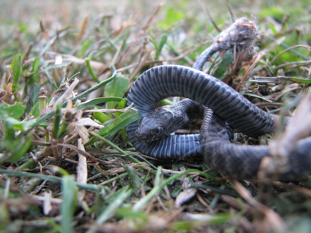 Cucciolo da identificare nel parco del Ticino