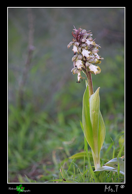 Barlia robertiana