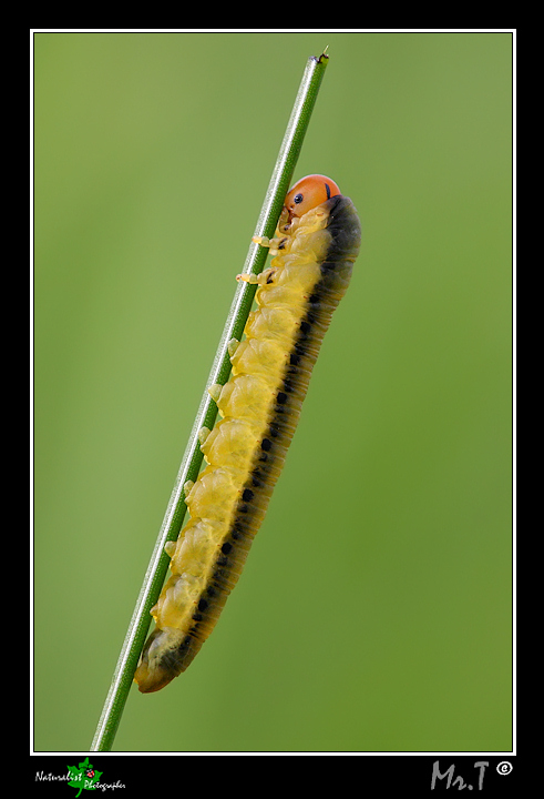 bruchetto....ma diventer farfalla? - No, Tenthredinidae?