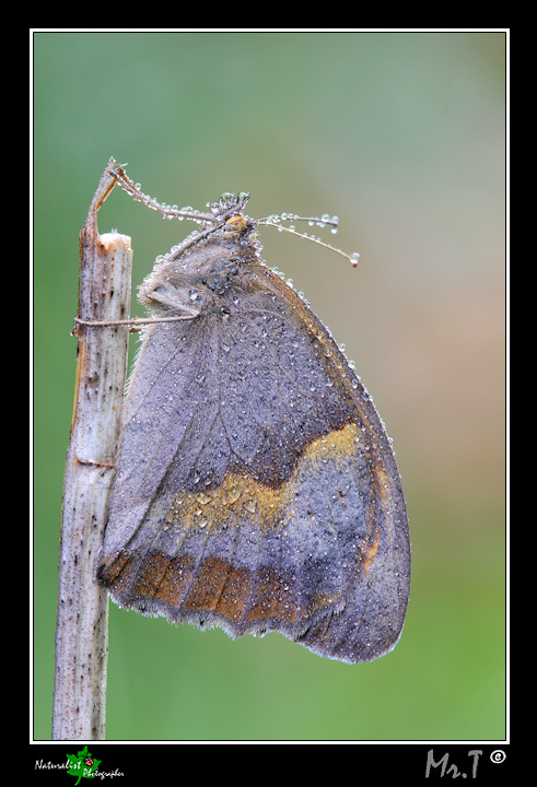 Coenonympha pamphilus ????