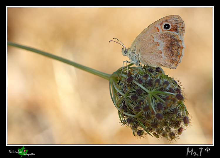 Coenonympha pamphilus