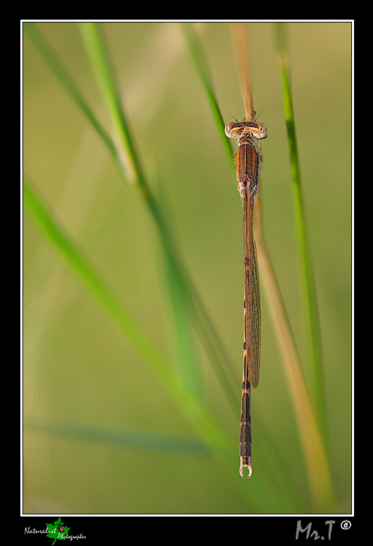 Aiuto identificazione! Sympecma fusca