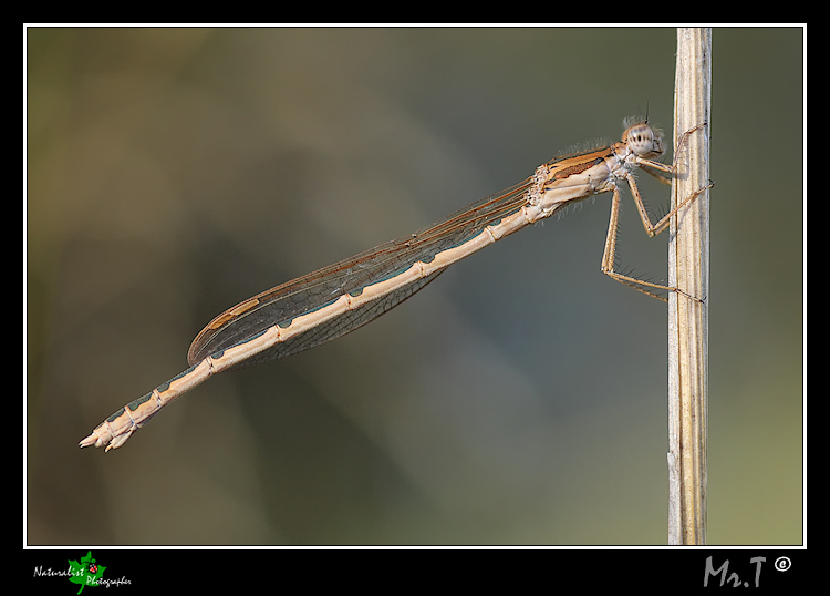 Aiuto identificazione! Sympecma fusca