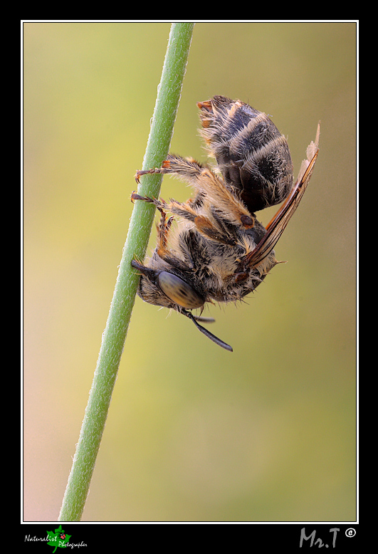 Aiuto Identificazione del dormiente! Antophiridae bagnato