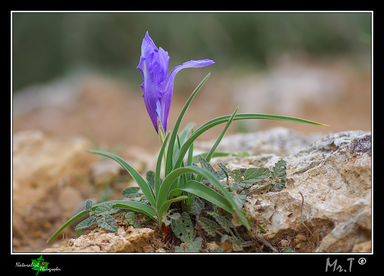 Iris planifolia