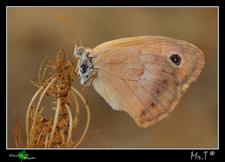 Coenonympha pamphilus