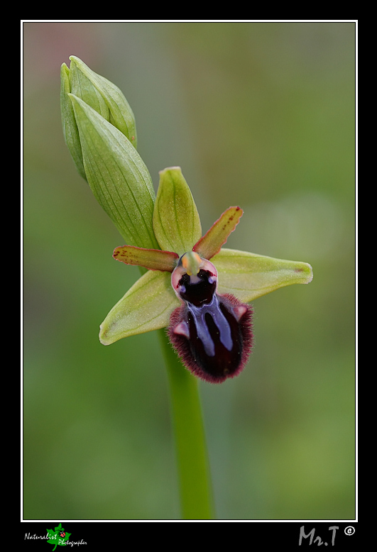 Ophrys incubacea e...