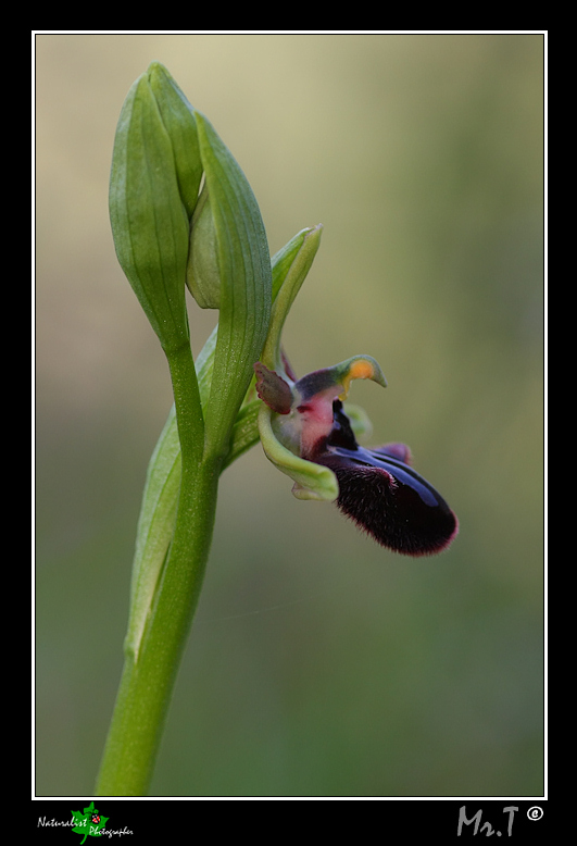 Ophrys incubacea e...