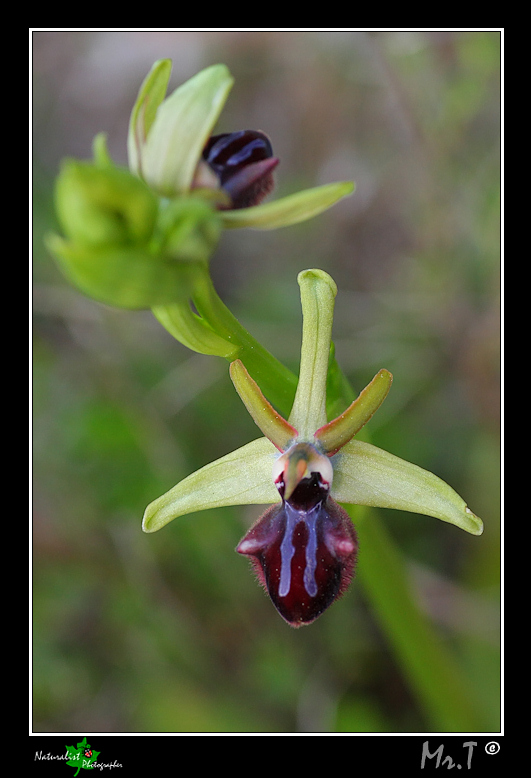 Ophrys incubacea e...