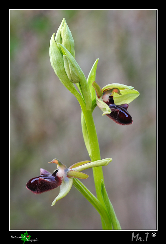 Ophrys incubacea e...