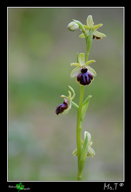 Ophrys incubacea e...