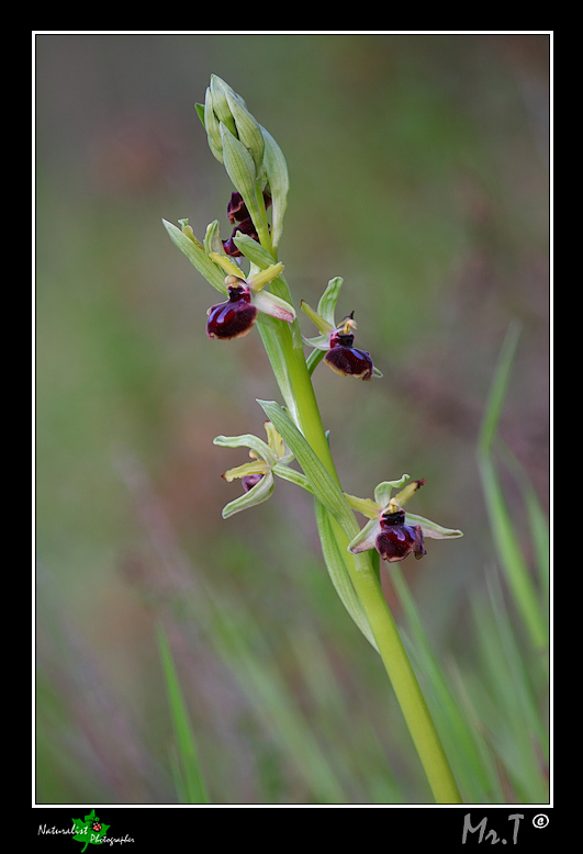 Ophrys garganica e ...