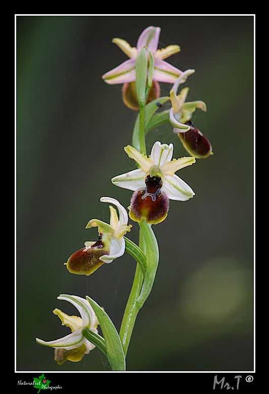 Ophrys garganica e ...