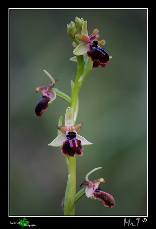 Ophrys garganica e ...