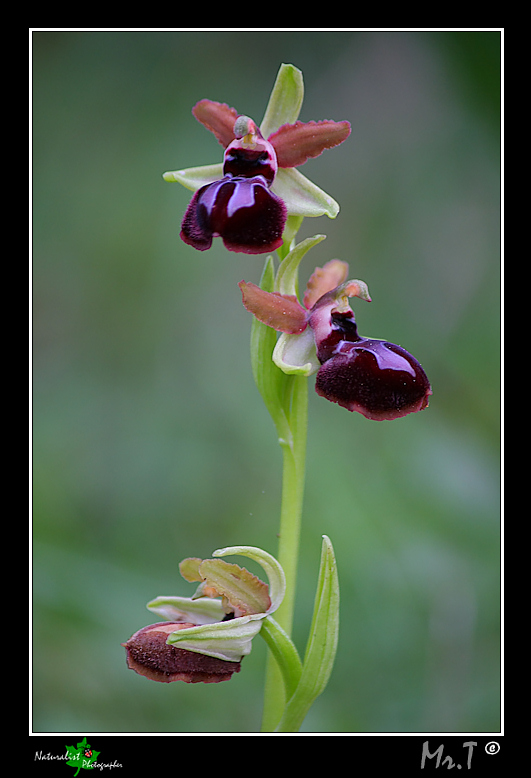 Ophrys garganica e ...