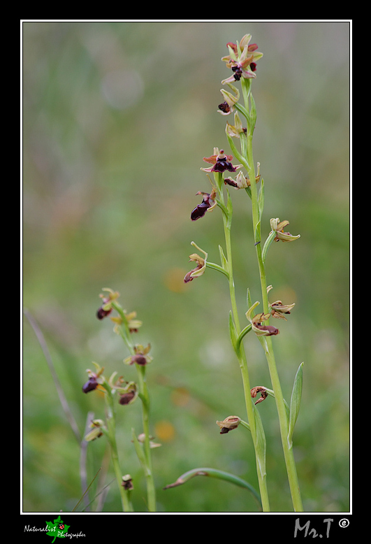 Ophrys garganica e ...