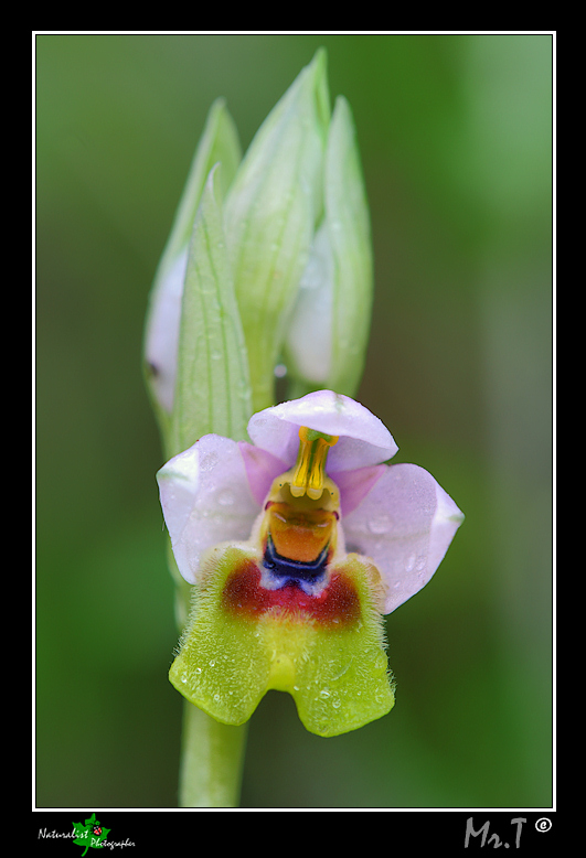 A caccia di Orchidee