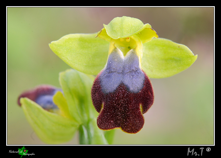 A caccia di Orchidee