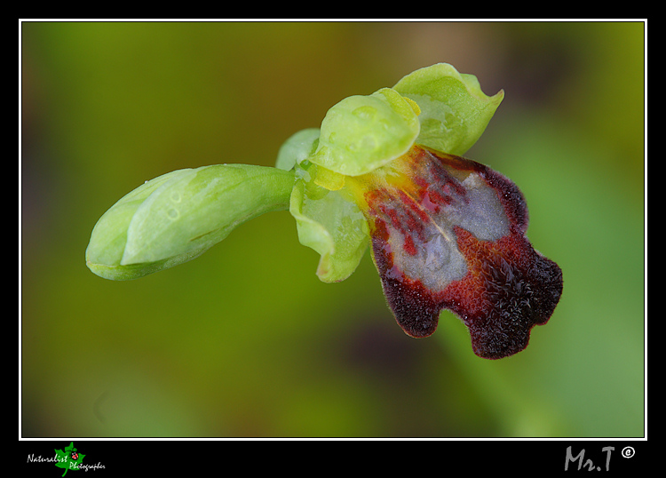 A caccia di Orchidee