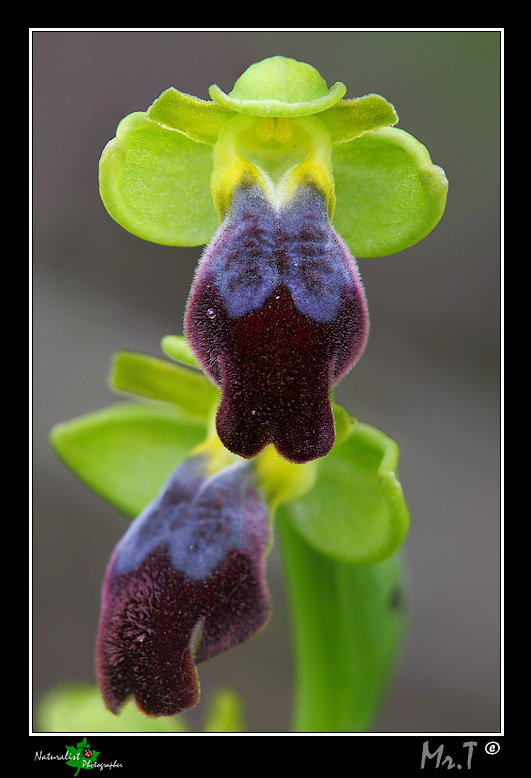 A caccia di Orchidee