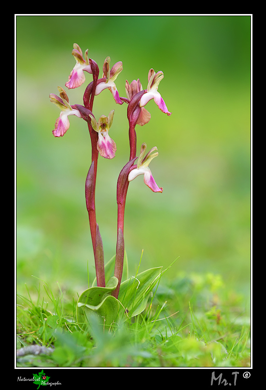 A caccia di Orchidee