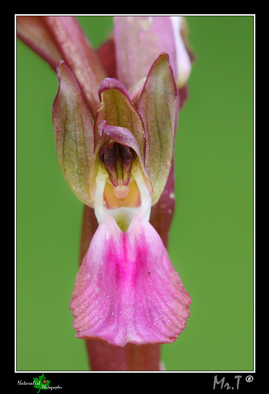 A caccia di Orchidee