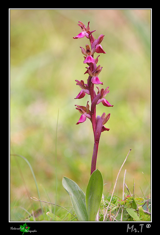 A caccia di Orchidee