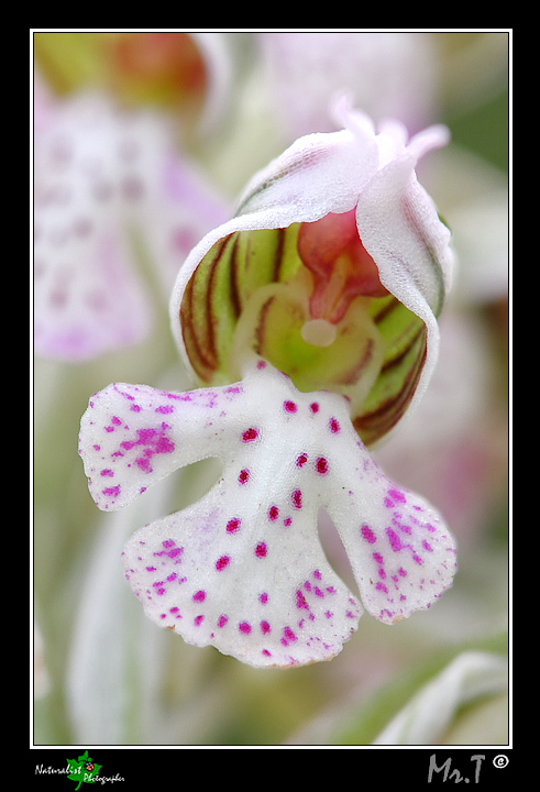 Ophrys lunulata & company