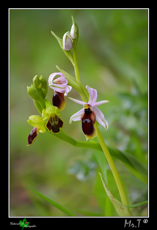 Ophrys Lunulate!!!