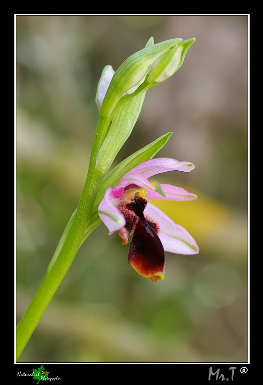 Ophrys lunulata e...