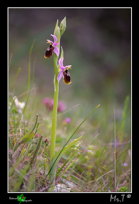 Ophrys Lunulate!!!