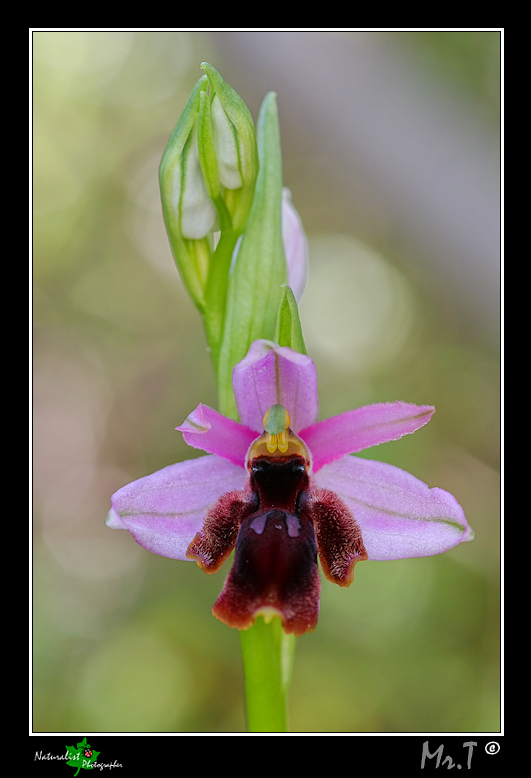 Ophrys lunulata e...