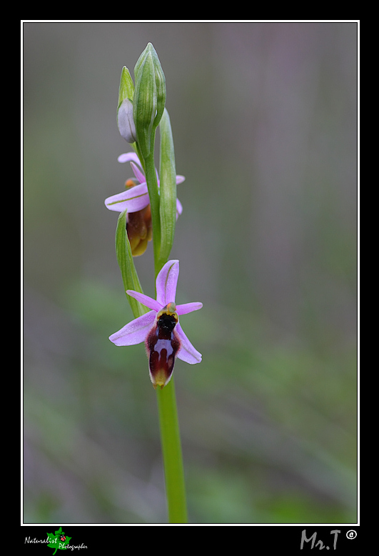 Ophrys Lunulate!!!