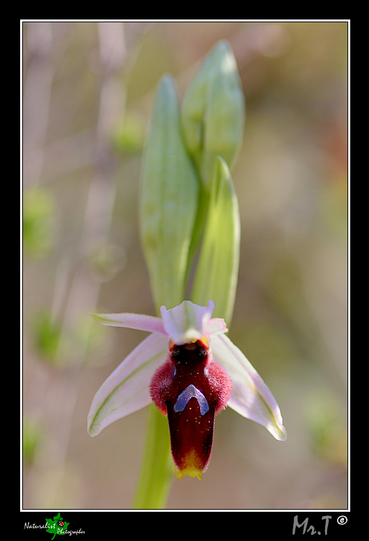 Ophrys lunulata e...