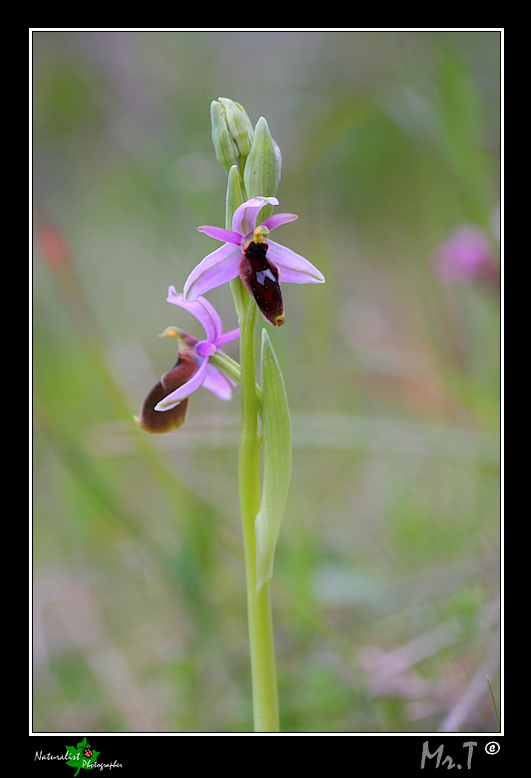 Ophrys Lunulate!!!