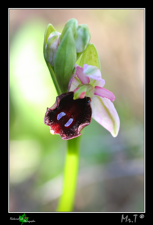 Ophrys lunulata e...