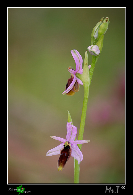 Ophrys Lunulate!!!